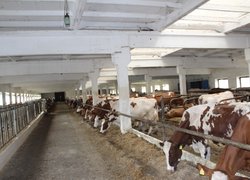 Стратегічні напрями розвитку молочного скотарства