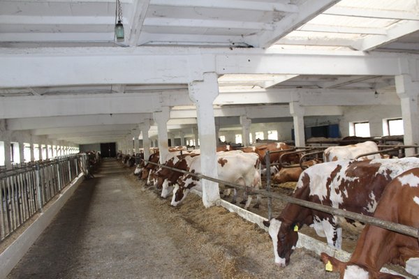 Стратегічні напрями розвитку молочного скотарства