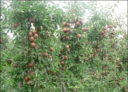 Результати контурного обрізування яблуні в саду УНУС