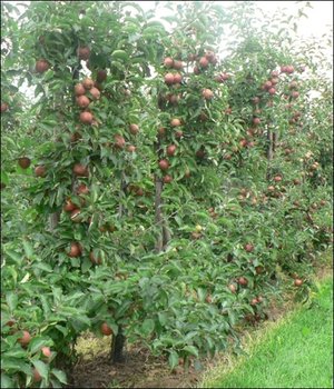 Результати контурного обрізування яблуні в саду УНУС