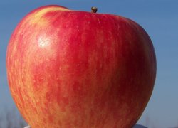 Хоней Крісп – перспективний сорт яблук