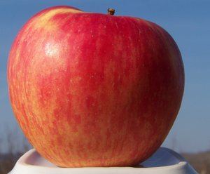 Хоней Крісп – перспективний сорт яблук