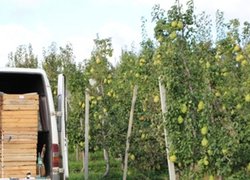 Заготівля плодів у саду фермерського господарства «Яніс» на Буковині.