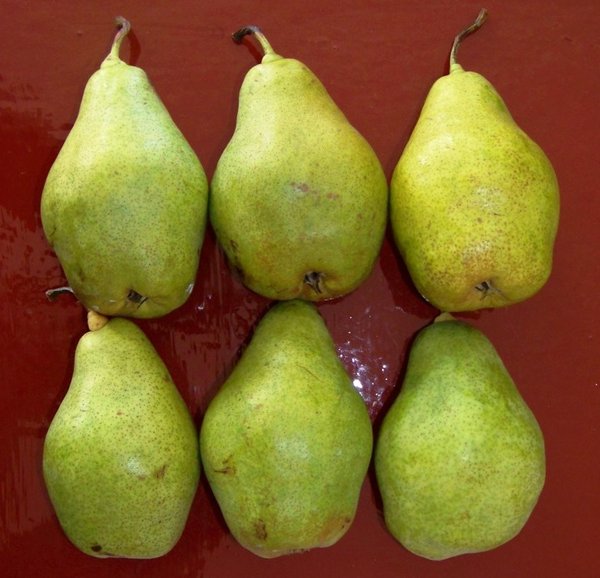 Плоди груші сорту Яніс (клон сорту Ноябрська) після шестимісячного зберігання