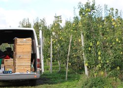 Заготівля плодів у грушевому саду фермерського господарства «Яніс» на Буковині.