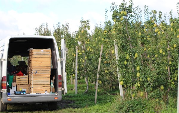 Заготівля плодів у грушевому саду фермерського господарства «Яніс» на Буковині.