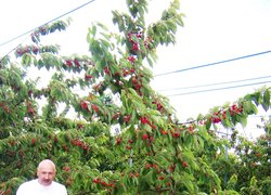 Щедрий врожай карликових дерев черешні на Гізелі 5