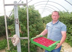 Андрій Кравченко оглядає якість малини з плівкових теплиць в господарстві Лешка Якубяка