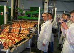 Директор ПСП Майбородівське Володимир Карпенко (на передньому плані) - у кооперативі Stryjno Sad сортують останню в цьому сезоні партію яблук