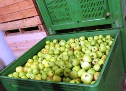 Висока якість плодів у пластикових контейнерах