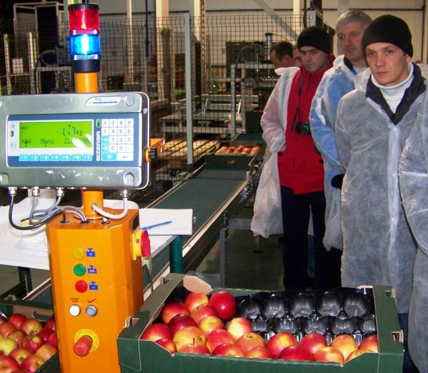 Ретельно посортовані яблука у фірмі «Стрийно сад»