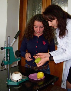 Магістрантка Аліна Мовсесян готує плоди груші для аналізу щільності під керівництвом аспірантки кафедри плодівництва і виноградарства Людмили Худік