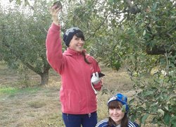 Практика студентів у яблуневому саду
