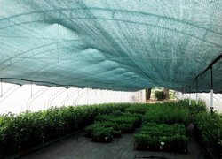 Для реалізації рослини дорощують у плівкових теплицях з притіненням