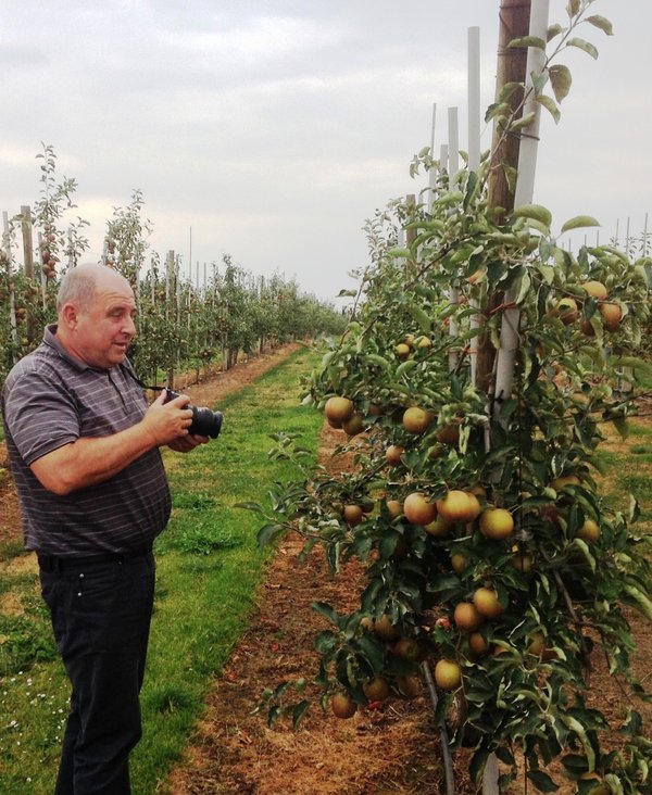 Щедро плодоносять дворічні яблуні сорту Ред Джонапринц в господарстві Яна Кшевінського