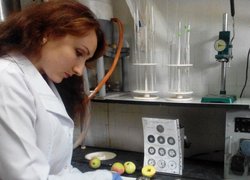 Людмила Худік готує плоди до аналізу