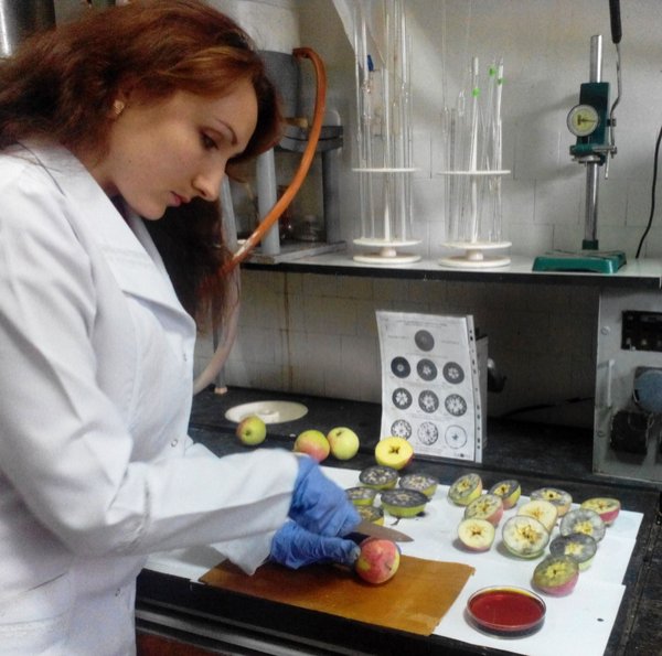 Людмила Худік готує плоди до аналізу