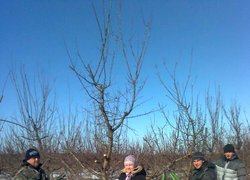 Навчальна практика 31-ЗР групи  з обрізування дерев у ННВВ Уманського НУС