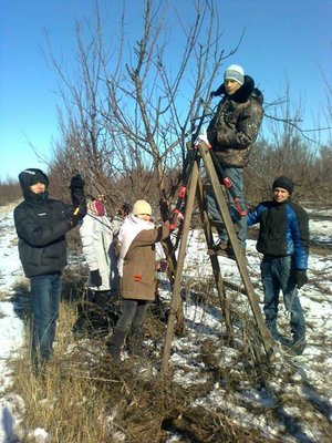 Навчальна практика 31-ЗР групи  з обрізування дерев у ННВВ Уманського НУС