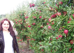 Плодоношення яблуні на підщепі ММ106