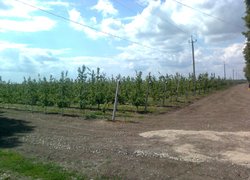 Інтенсивний яблуневий сад ВАТ "Аграрна компанія 2014"