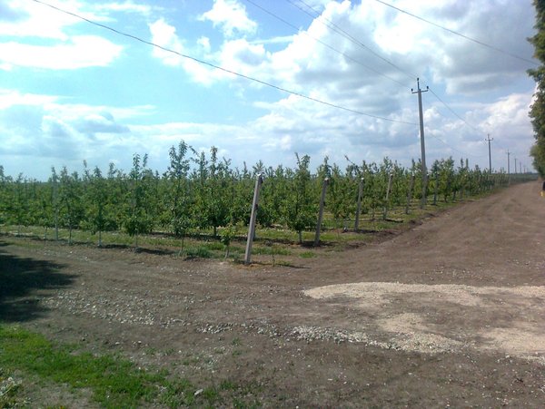 Інтенсивний яблуневий сад ВАТ "Аграрна компанія 2014"