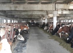 Огляд тваринницької ферми господарства «Агрофірма «Базис»