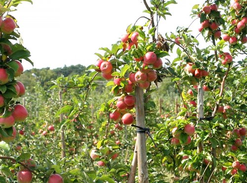Секрети успіху гарного врожаю яблук