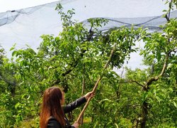 Розгортання градозахисної сітки в яблуневому саду голландського типу Уманського НУС