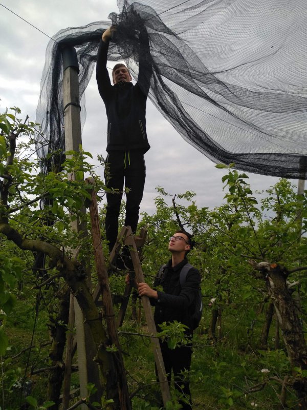 Deployment of hail protection net in the Dutch-type apple orchard
