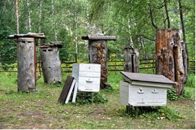 Іполит Іванович Корабльов - основоположник раціонального бджільництва в Україні