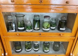 Вікова колекція овочів, що живе в Уманському НУС