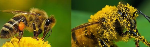 Бджоляр – солодка професія, кропітка праця, натхненна радість