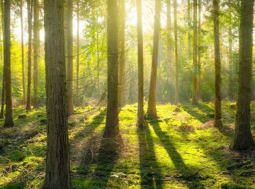 21 березня - Міжнародний день лісів