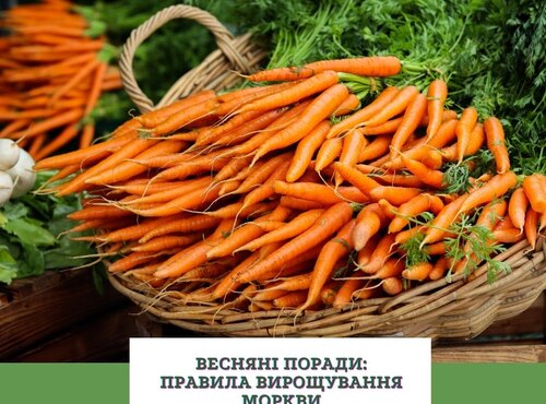 Науковці Уманського НУС рекомендують:  правила вирощування моркви