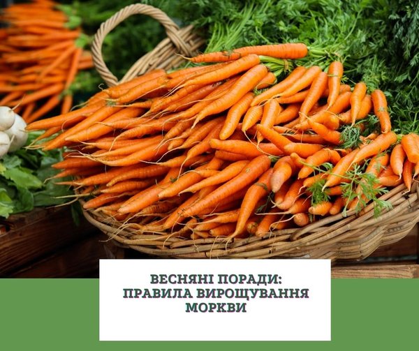 Науковці Уманського НУС рекомендують:  правила вирощування моркви