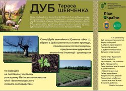 «Шевченко єднає Україну»: Керівництво Уманського НУС долучилось до висаджування дубів Кобзаря