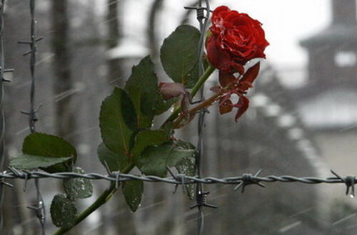 27 січня –  Міжнародний день пам'яті жертв Голокосту.
