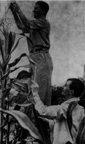 Професор С. М. Бугай і доцент Л. А. Головцов оглядають рослини сорту кукурудзи Уманська 19