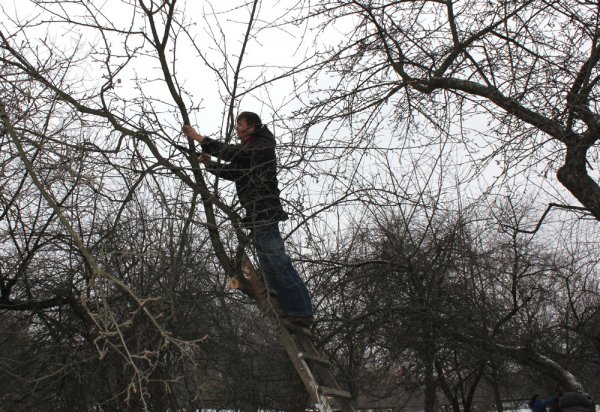 Charitable Action "Pruning trees"