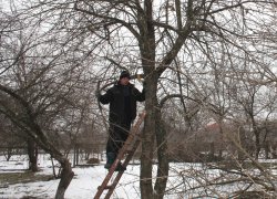 Charitable Action "Pruning trees"