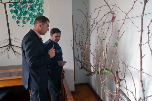Оцінку обрізування винограду ведуть професор М.О.Самойленко (справа) і старший викладач Р.М.Буцик