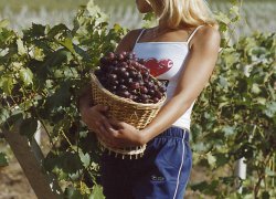 Садівництво та виноградарство