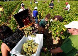 Horticulture and Viticulture