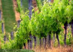 Садівництво та виноградарство