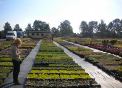 Відвідини сучасних польських садівничих господарств