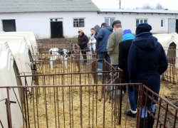 Менеджери вивчають досвід виробництва тваринницької продукції у ДП «Умань-Агро» Христинівського району Черкаської області