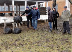 Менеджери вивчають досвід виробництва тваринницької продукції у ДП «Умань-Агро» Христинівського району Черкаської області