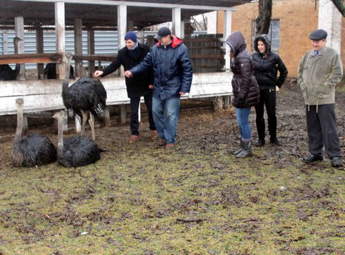 Менеджери вивчають досвід виробництва тваринницької продукції у ДП «Умань-Агро» Христинівського району Черкаської області