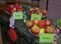 День яблук в Уманському НУС